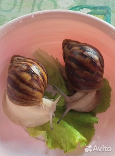 Архахатина маргината овум