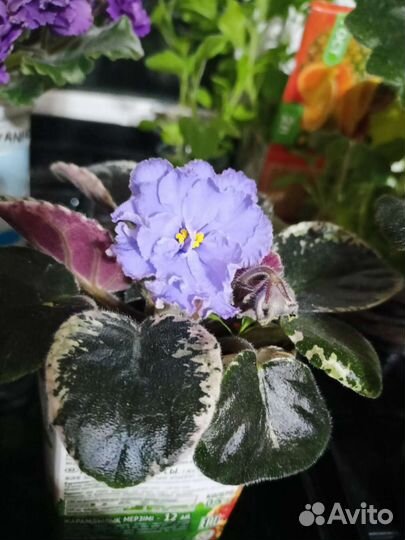 Сортовые фиалки