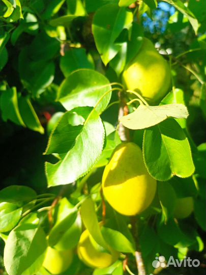 Груша садовая