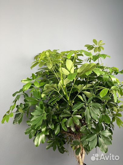 Шефлера H 160