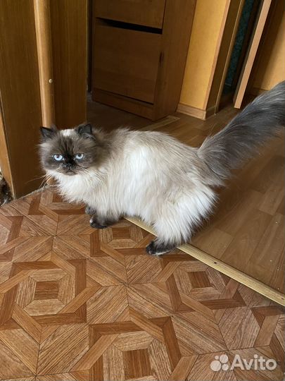 Отдам в добрые руки