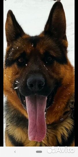 Щенки немецкой овчарки