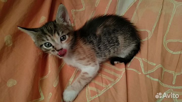 Котёнок трёхцветный