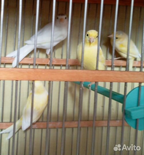 Канарейки самки