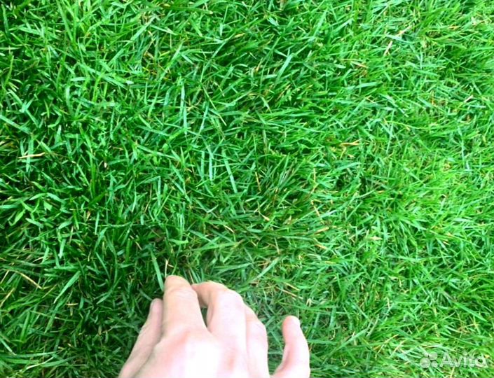 Рулонный газон 