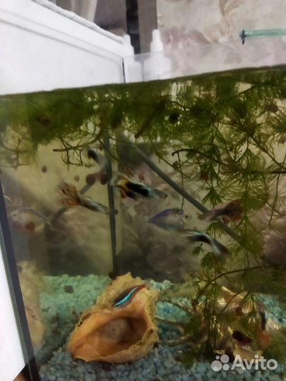 Аквариумные рыбки отдам бесплатно