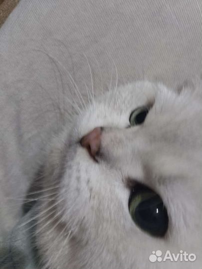 Шотландский котик