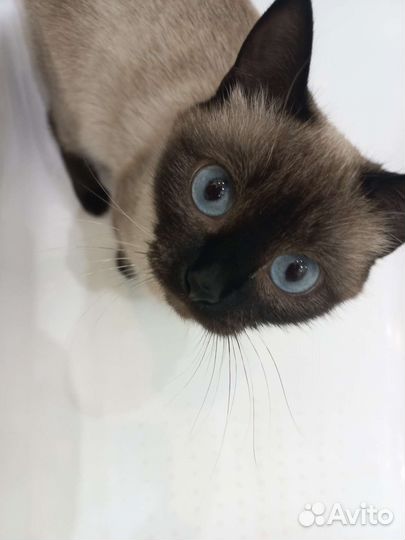 Кошка сиамская
