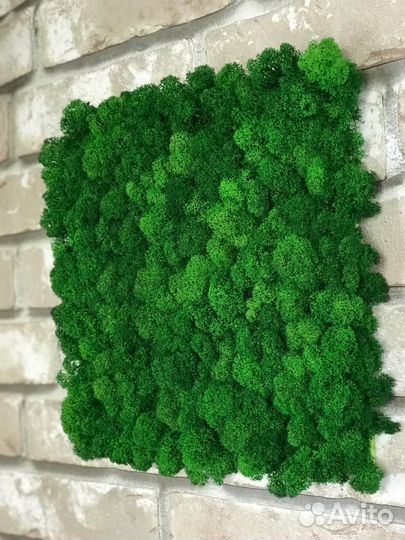 Панели из стабилизированного мха