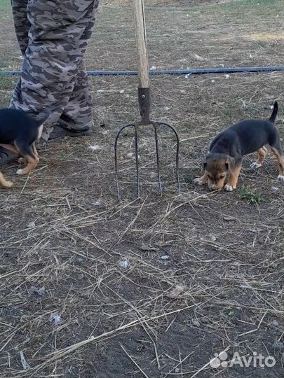 Щенки русской гончей