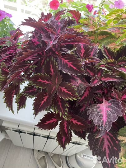 Колеусы вегетативные