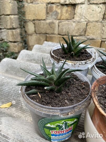 Суккуленты хавортия