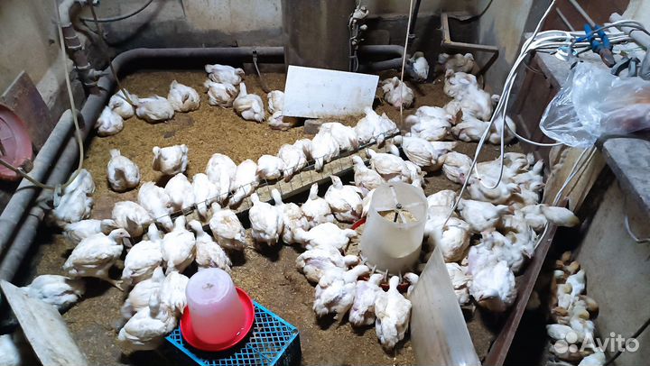 Куры бройлеры живым весом