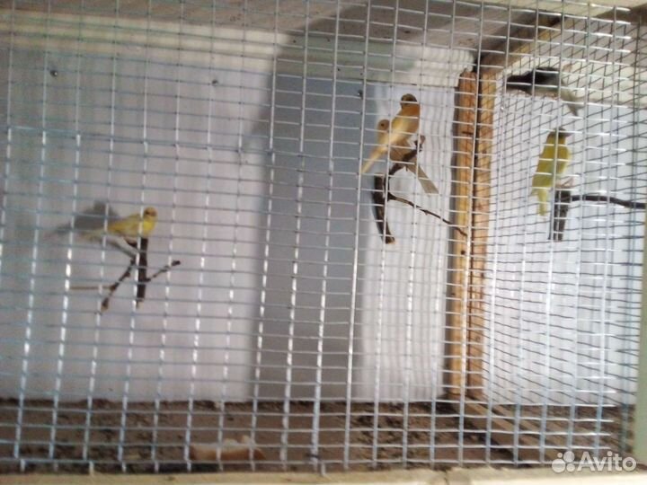 Кенор, канарейки и певчие птицы