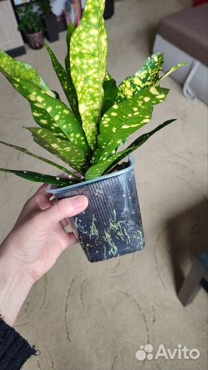 Кротон (кодиеум) Голд Сан