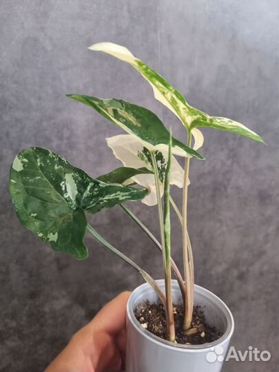 Сингониум империал вайт, моттлед