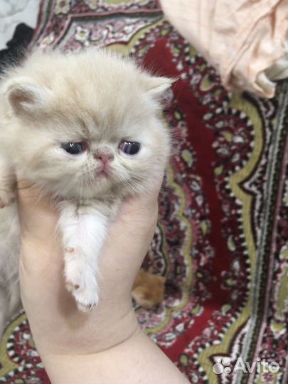 Котята Экзотики