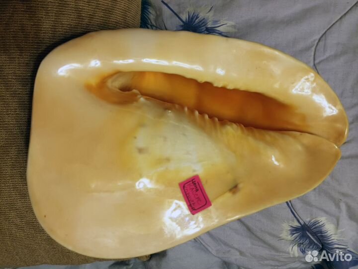 Морские раковины