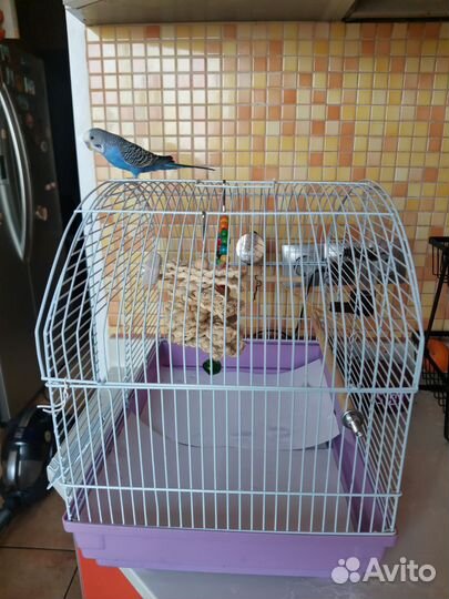 Волнистый попугай