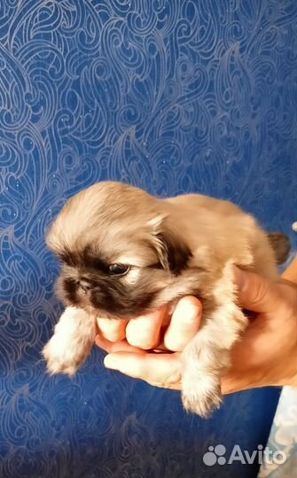 Щенки пекинеса