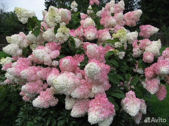 Гортензии Метельчатые и Древовидные, см. текст