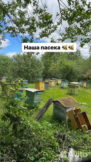 Мёд майский, рапс + весь первоцвет урожай 2023 г