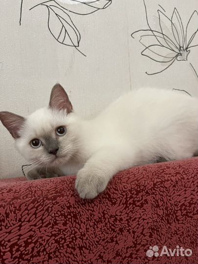 Котенок