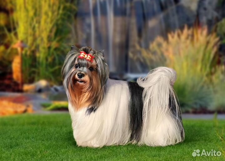 Бивер терьер щенки