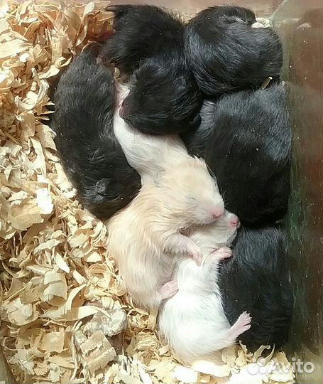 Сирийские хомячки