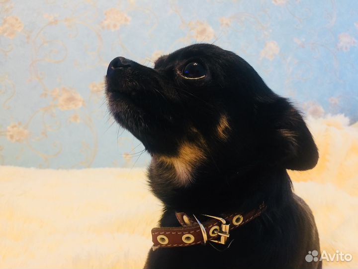 Чихуахуа мальчик для вязки