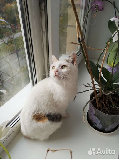 Машенька хочет стать счастливой