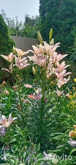 Лилия ла-Гибрид,Сорт Свит Заника