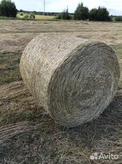 Продам сено в рулонах
