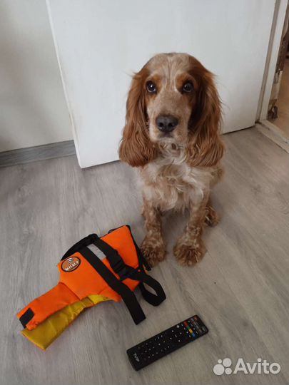 Спасательный жилет для собак