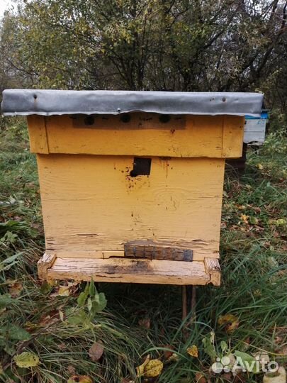 Ульи с пчелами