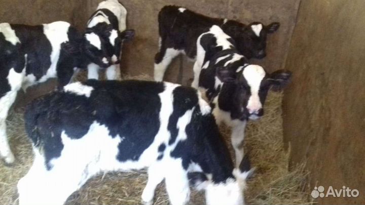 Бычки 1-2месяца