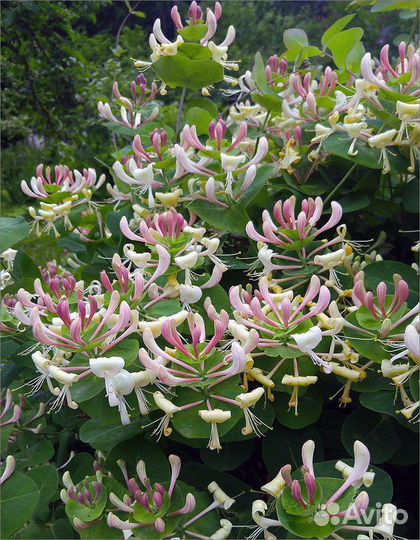 Многолетники для сада