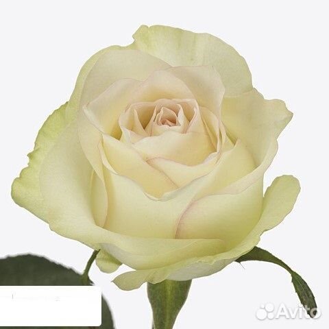 Роза Sweet Jumilia Премиум 50 см