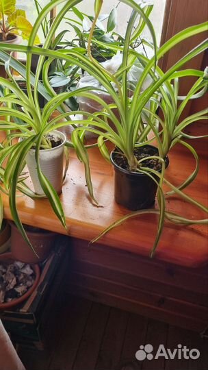 Комнатные цветы