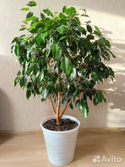 Фикус бенджамина большой