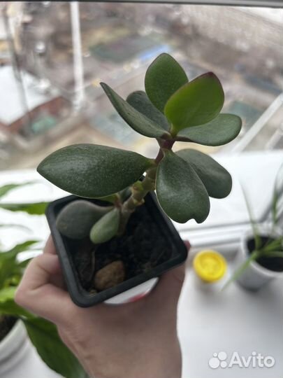 Толстянка денежное дерево