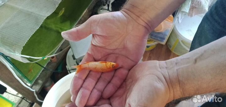 Карп кои(рыбки для пруда), гиацинты