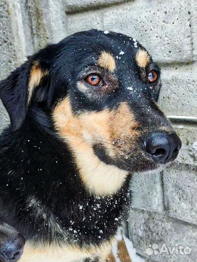 Собака Чара