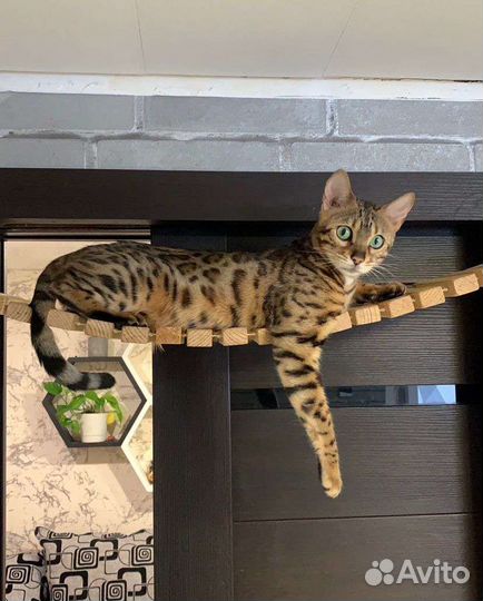 Бенгальские котята