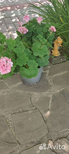 Герань пеларгония королевская