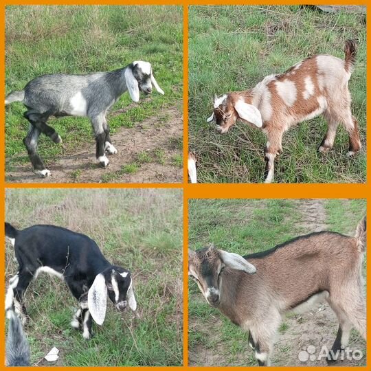 Нубийские козлики