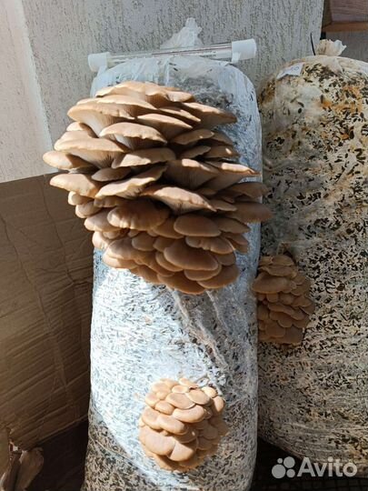 Мицелий вешенки зерновой