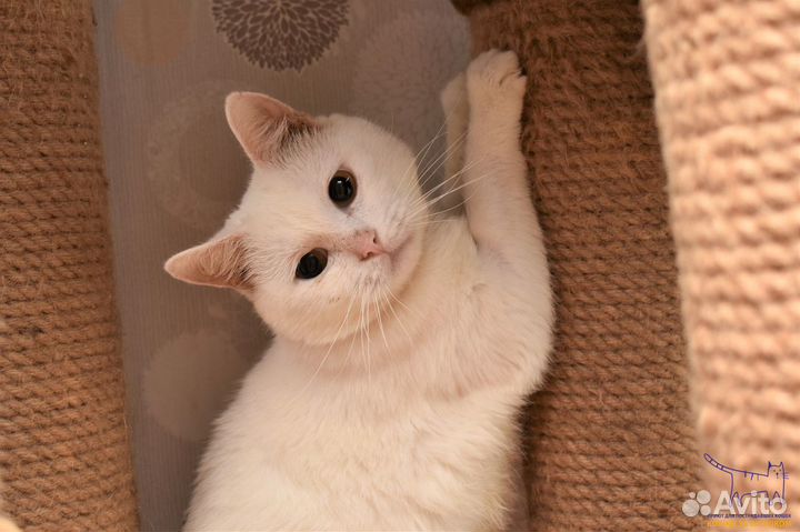 Кот Станнис, 5 лет