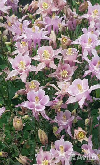 Садовые многолетники