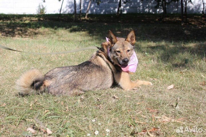 Приютская собака хочет обрести семью